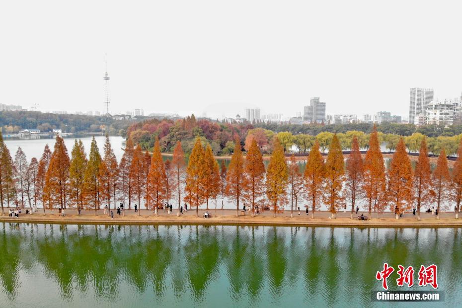 長沙にある「最も美しい水上遊歩道」のメタセコイアが黃金色に