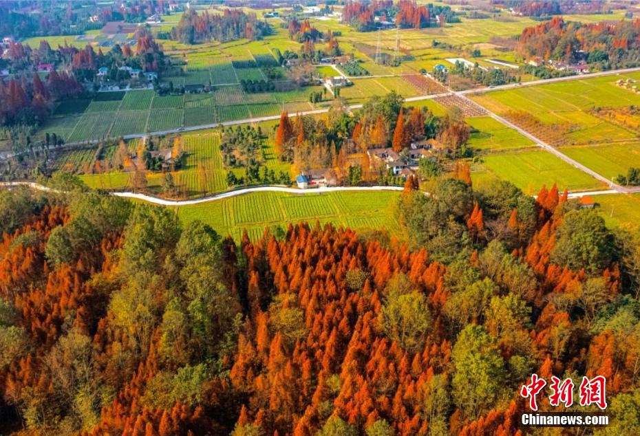 メタセコイアがオレンジ色に染まりのどかな景色広がる　四川省都江堰