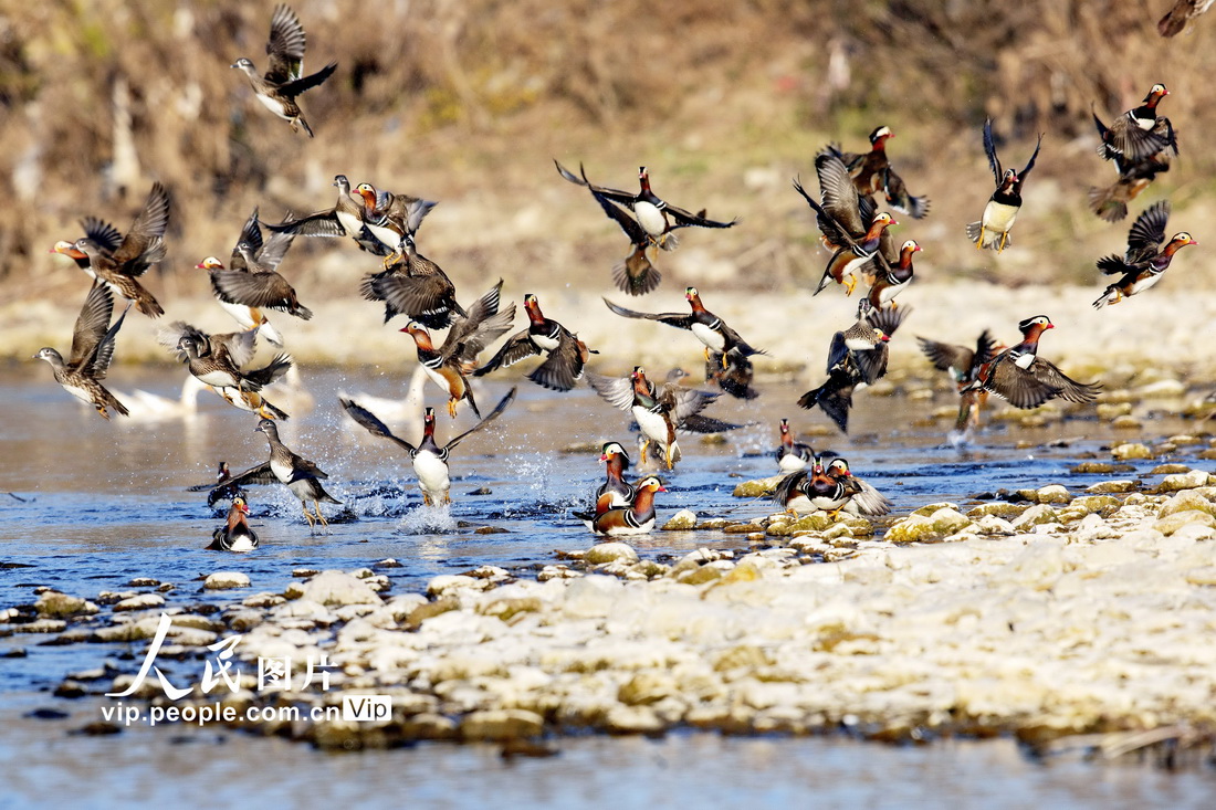 湖北省襄陽市南漳県易家灣村清涼河國家濕地公園のオシドリ（12月4日撮影?熊明銀）。