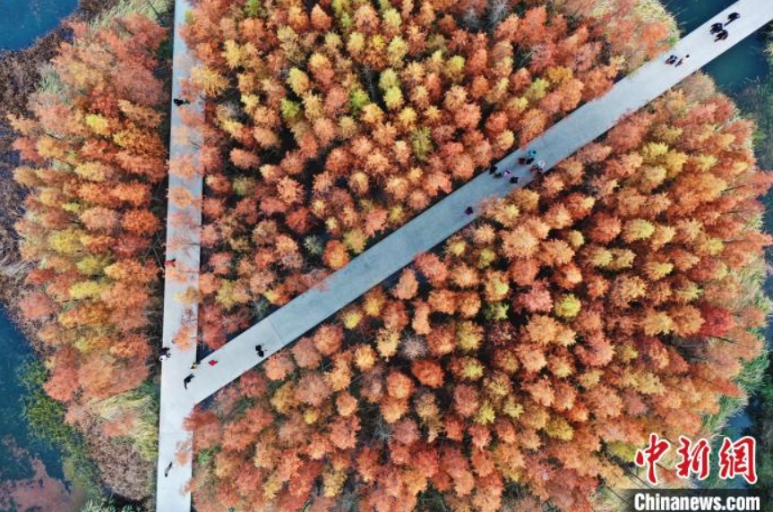 色づいたアケボノスギが一面に広がる上空から撮影した南昌魚尾洲濕地公園の様子（12月5日撮影?劉占昆）。