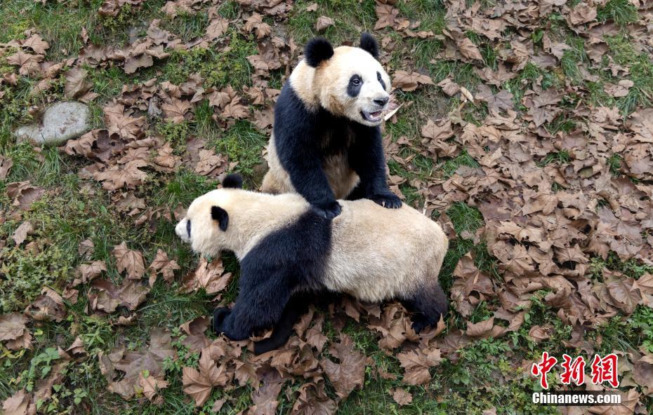 見ている人も思わずほっこりさせるパンダのハッピーライフ　四川省都江堰