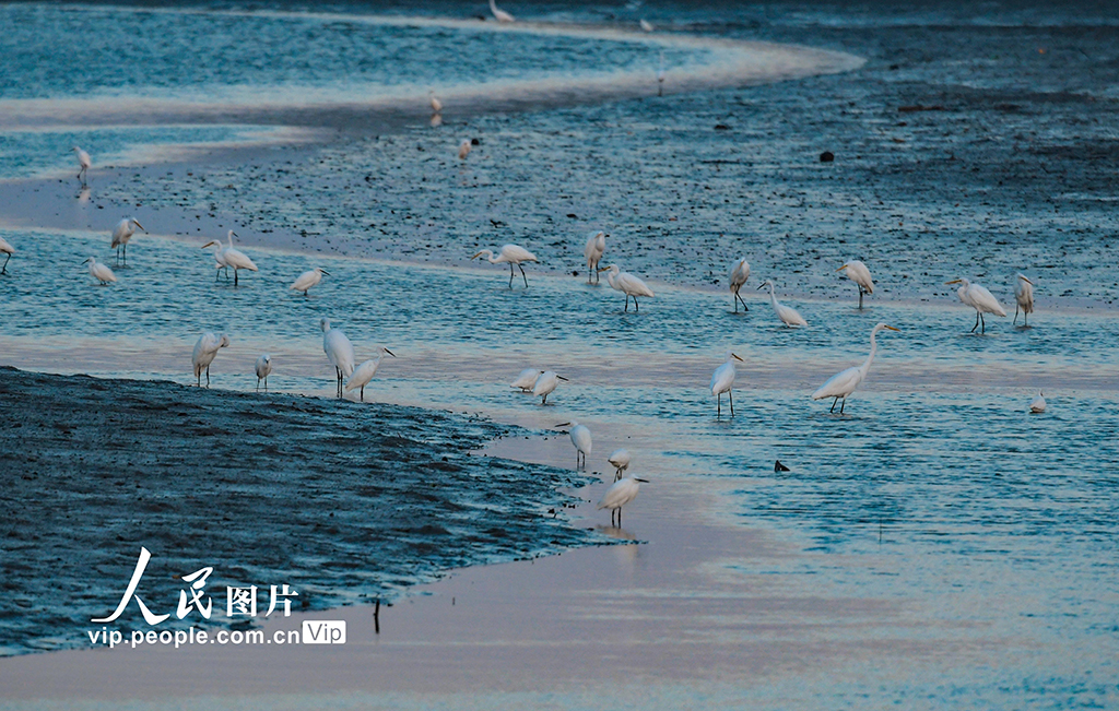 冬の東寨港に現(xiàn)れる渡り鳥の大群　海南省?？?></td></tr><tr><td class=