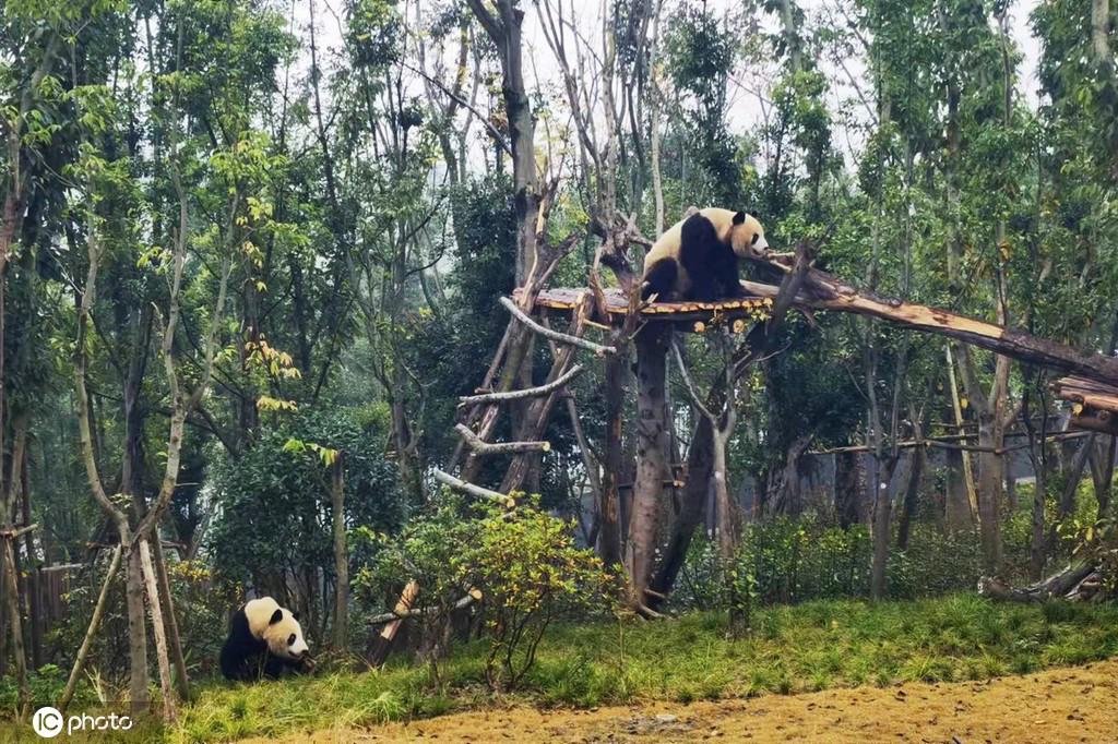 屋外活動エリアで遊ぶジャイアントパンダ（寫真著作権は東方ICが所有のため転載禁止）。
