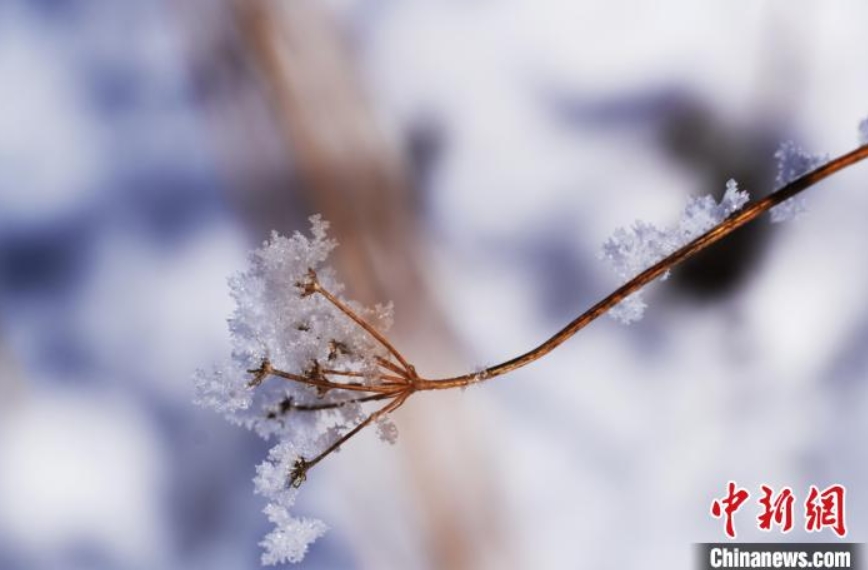 高原の小都市ゾルゲをすっぽり覆い盡くした雪が作り出した美しい風(fēng)景（撮影?龍江燕）。