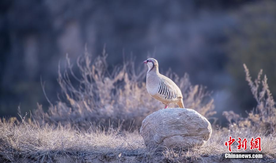 賑やかなさえずり競(jìng)う野生の鳥たち　甘粛省蘭州