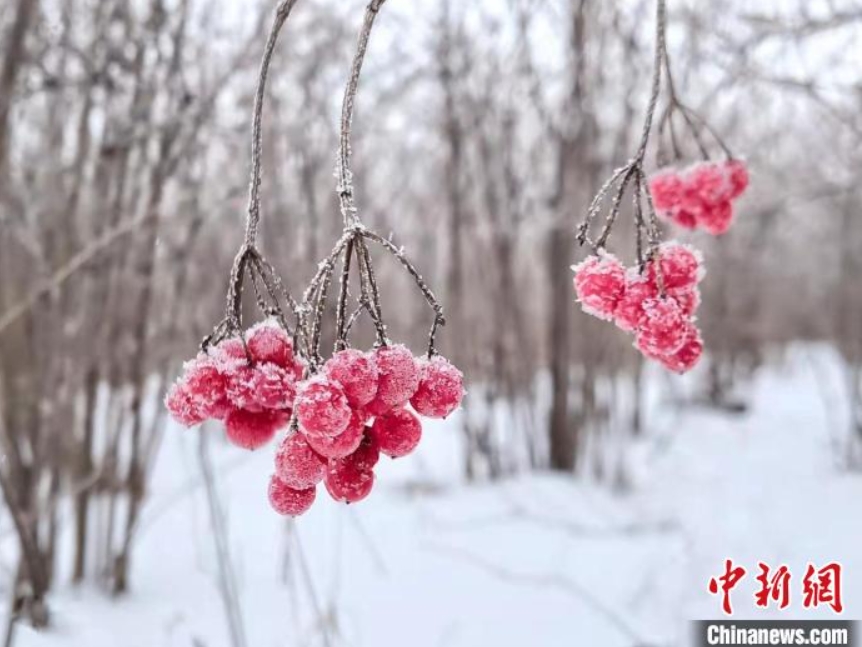 中ロ國境河畔に霧氷の美しい風(fēng)景　黒竜江省黒河