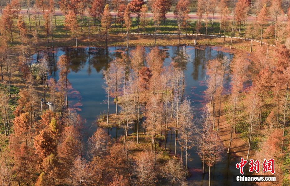 長江下流の中洲にある開沙島のカラフルな冬景色　江蘇省南通