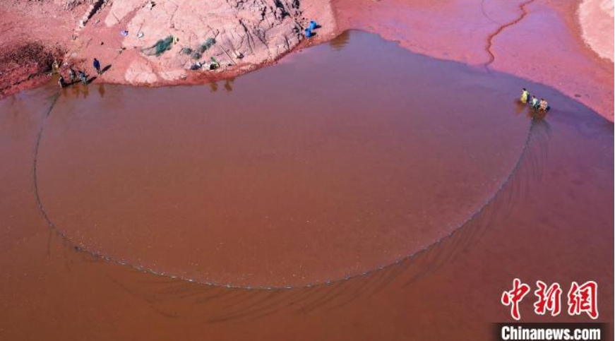 網(wǎng)をはり、魚を捕獲する人々（撮影?周秀魚春）。