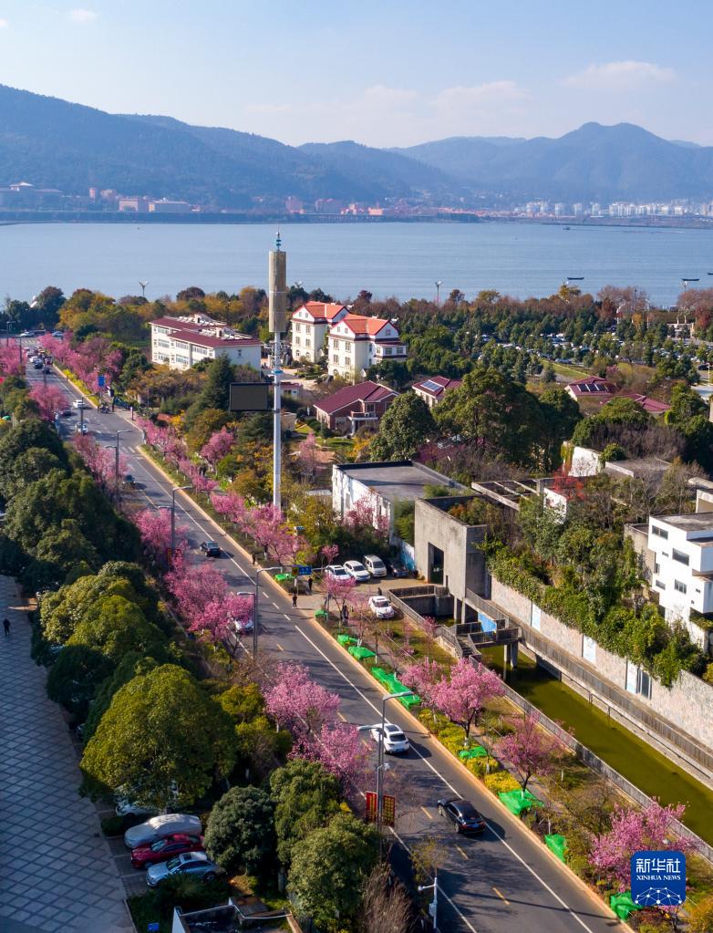 雲(yún)南省でフユザクラが満開に