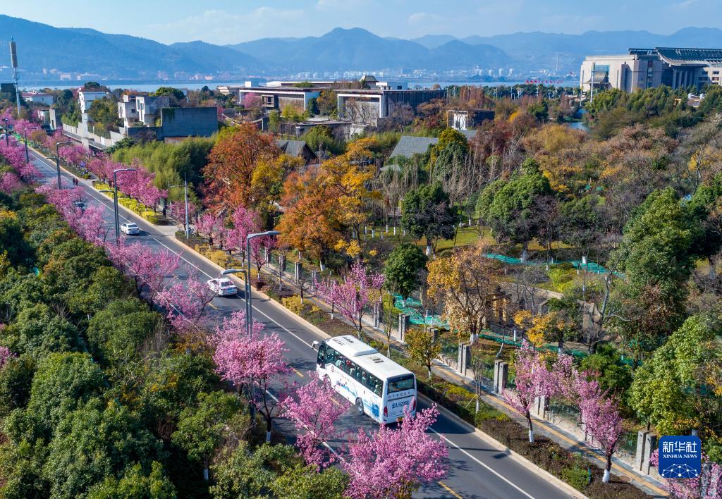 雲(yún)南省でフユザクラが満開に