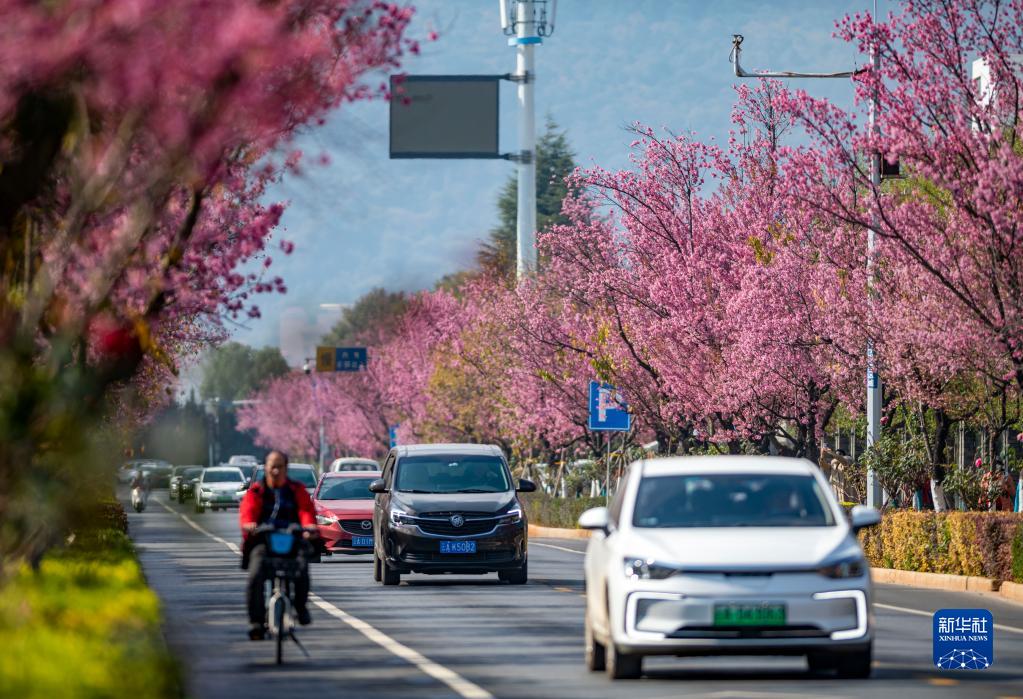 雲(yún)南省でフユザクラが満開(kāi)に