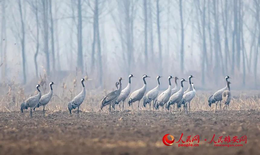 渡り鳥(niǎo)十?dāng)?shù)萬(wàn)羽が生息する鳥(niǎo)たちの楽園?雄安新區(qū)白洋淀　河北省