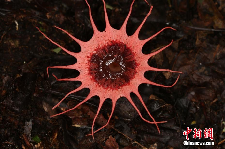 「天然の生物遺伝子バンク」烏巖嶺國家級自然保護(hù)區(qū)　浙江省