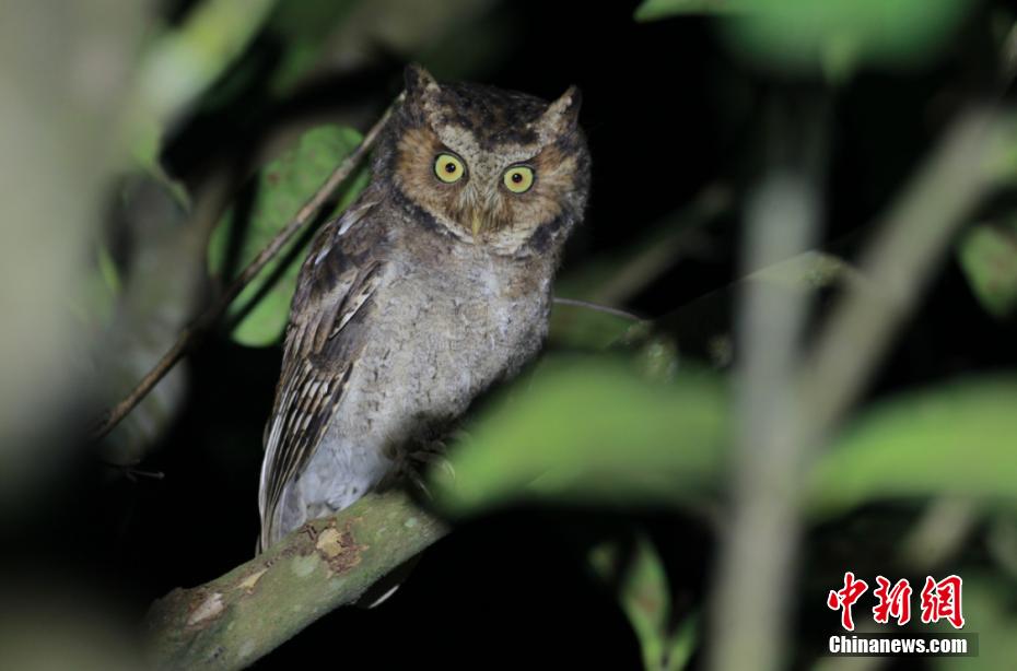 「天然の生物遺伝子バンク」烏巖嶺國家級自然保護(hù)區(qū)　浙江省