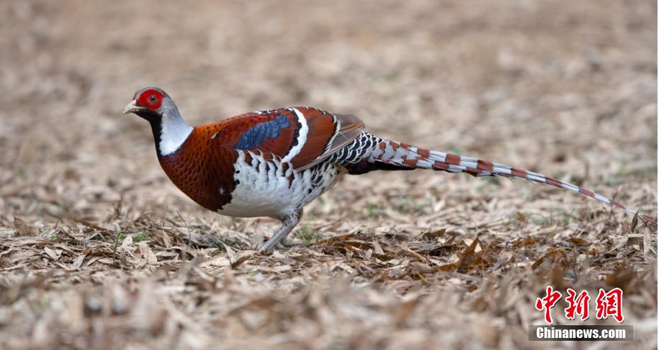 「天然の生物遺伝子バンク」烏巖嶺國家級自然保護區(qū)　浙江省