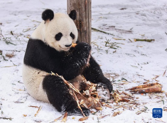 雪の動物園を楽しもう！　山東省栄成
