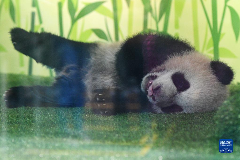 シンガポールで初めて生まれた赤ちゃんパンダの一般公開スタート