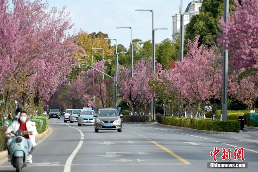 春の都と呼ばれる昆明を華やかに飾る満開(kāi)の冬桜　雲(yún)南省