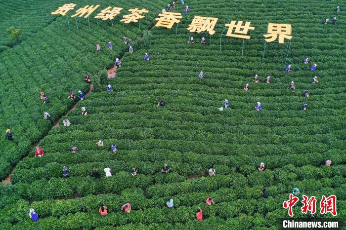 貴州省で2022年の緑茶初摘み