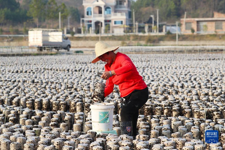 二十四節(jié)気の「小寒」も農(nóng)作業(yè)に勤しむ中國各地の人々