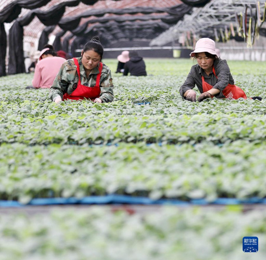 二十四節(jié)気の「小寒」も農(nóng)作業(yè)に勤しむ中國各地の人々