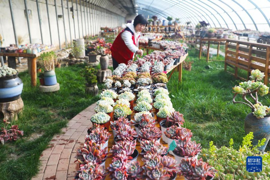 二十四節(jié)気の「小寒」も農(nóng)作業(yè)に勤しむ中國各地の人々