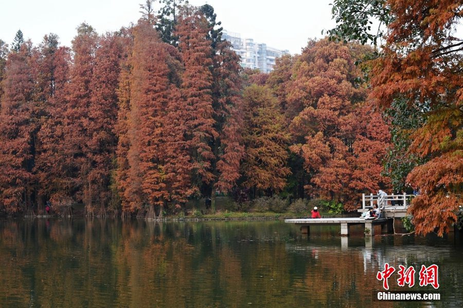 美しい冬の裝い見せる華南植物園　広東省広州