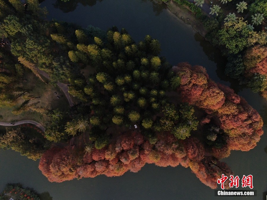 美しい冬の裝い見せる華南植物園　広東省広州