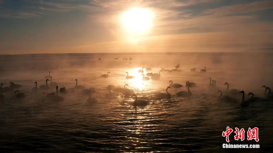 白鳥の群れが織りなす幻想的な光景　青海