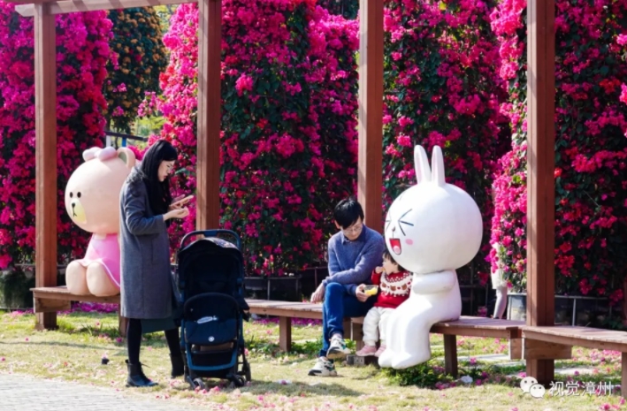 満開(kāi)迎えた艶やかなブーゲンビリア　福建省漳州