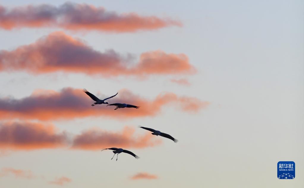 チベット自治區(qū)拉薩（ラサ）市林周（ルンドゥプ）県で、大空を飛び回るオグロヅル（1月9日撮影?張汝鋒）。