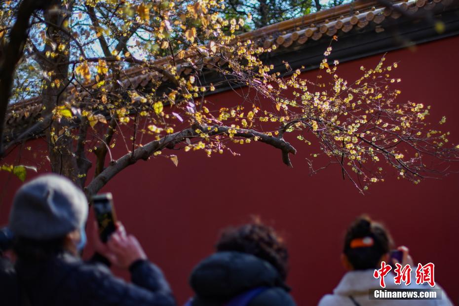 ロウバイが満開を迎えた世界文化遺産の南京明孝陵