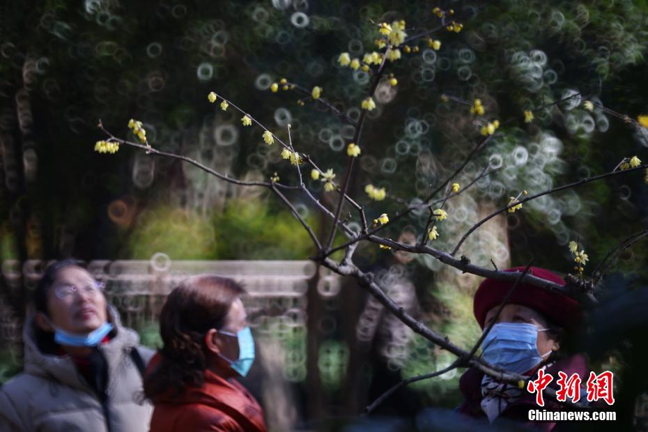 ロウバイが満開(kāi)を迎えた世界文化遺産の南京明孝陵