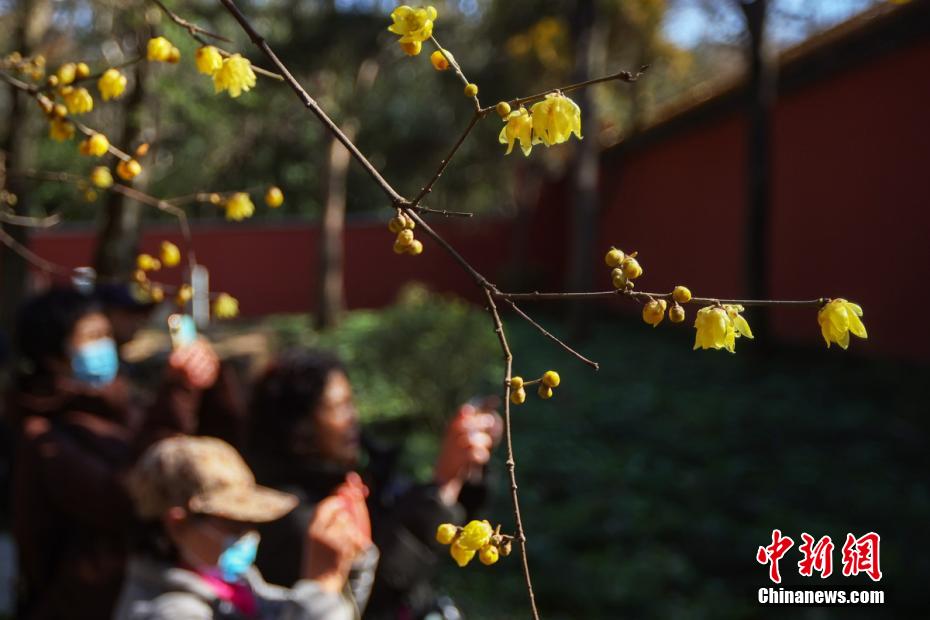 ロウバイが満開を迎えた世界文化遺産の南京明孝陵