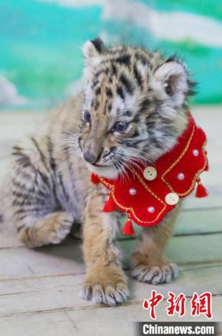 動物たちが晴れ著で新年のご挨拶？　江蘇省常州の動物園