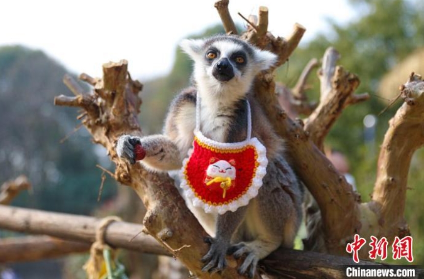 動物たちが晴れ著で新年のご挨拶？　江蘇省常州の動物園