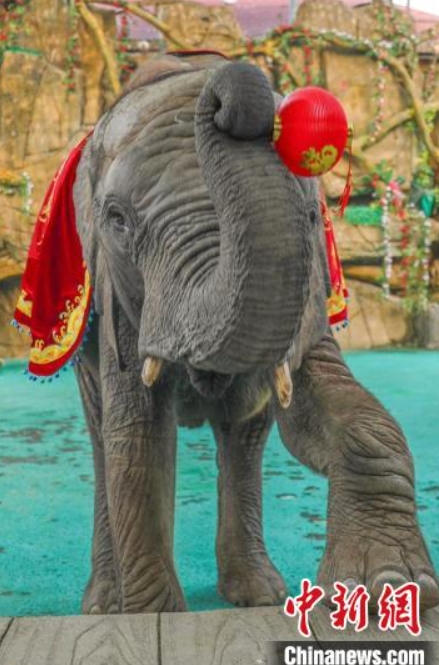 動物たちが晴れ著で新年のご挨拶？　江蘇省常州の動物園