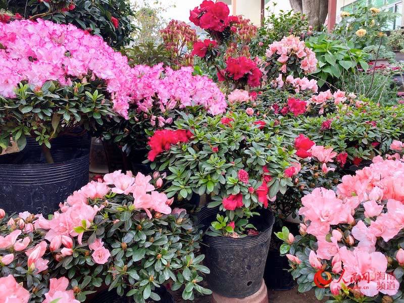 海南省の新春花の市にも年越しムードが濃厚に