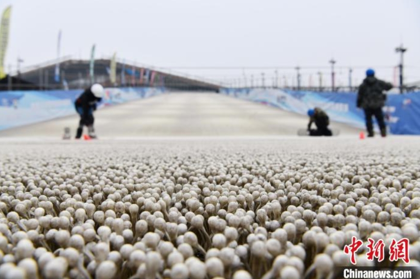 四季通じたウィンタースポーツの夢(mèng)葉える「エノキタケ」　四川省