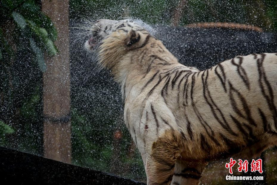 長(zhǎng)隆野生動(dòng)物世界、トラが新居に「お引越し」　広東省広州