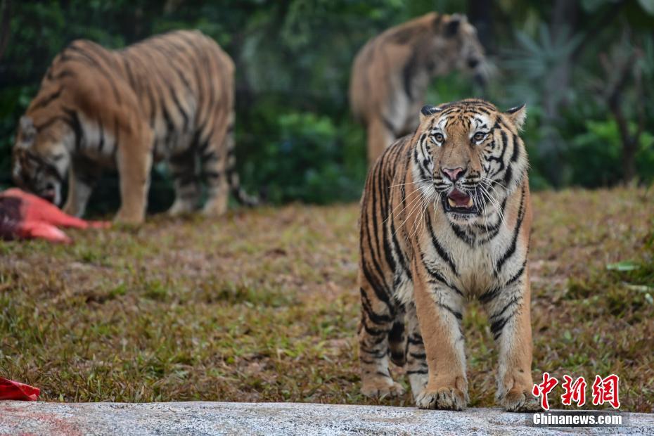 長(zhǎng)隆野生動(dòng)物世界、トラが新居に「お引越し」　広東省広州