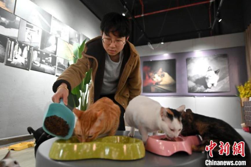 野良貓救助保護?里親探しセンターで貓にエサをやる莫麗珊さん（撮影?兪靖）。