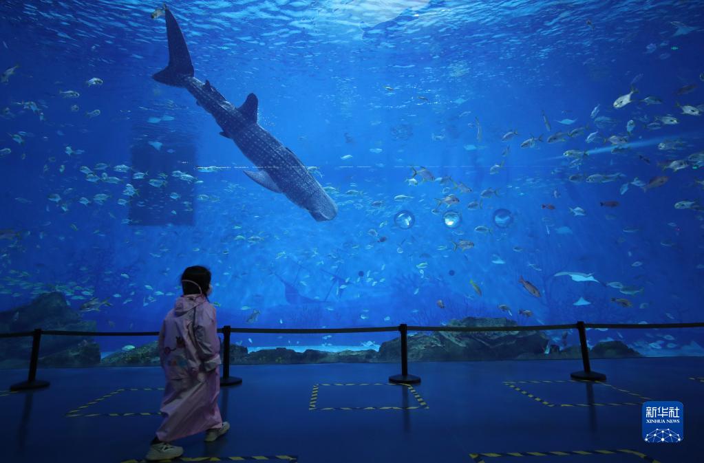 上海海昌海洋公園で、ジンベイザメロボットを見學する子供（1月26日撮影?方喆）。