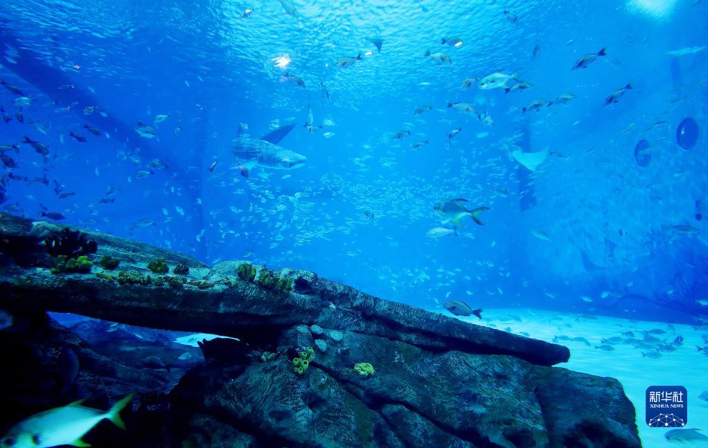 本物ソックリ？上海にジンベイザメロボットが登場！