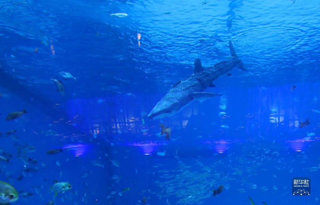 本物ソックリ？上海にジンベイザメロボットが登場(chǎng)！