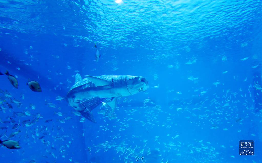 本物ソックリ？上海にジンベイザメロボットが登場！