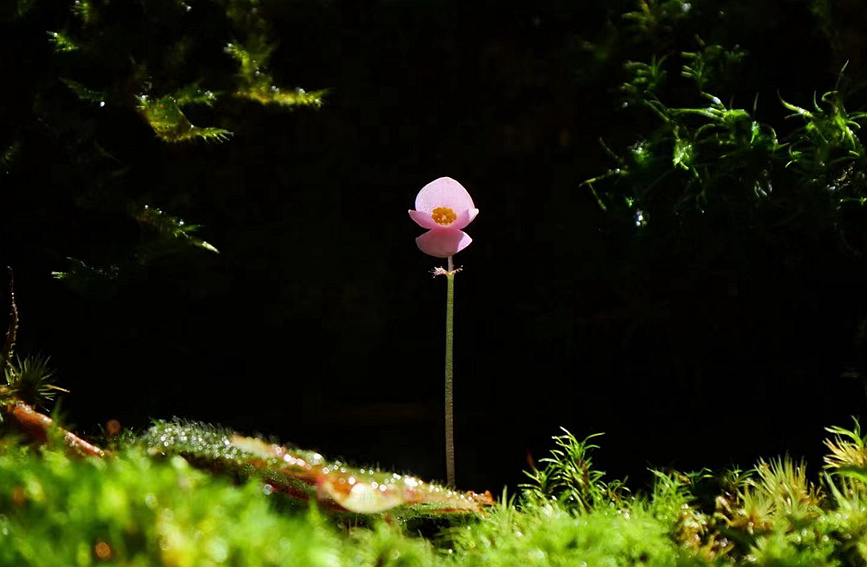 「海南省の熱帯雨林とリー族伝統(tǒng)集落」が世界遺産申請(qǐng)へ