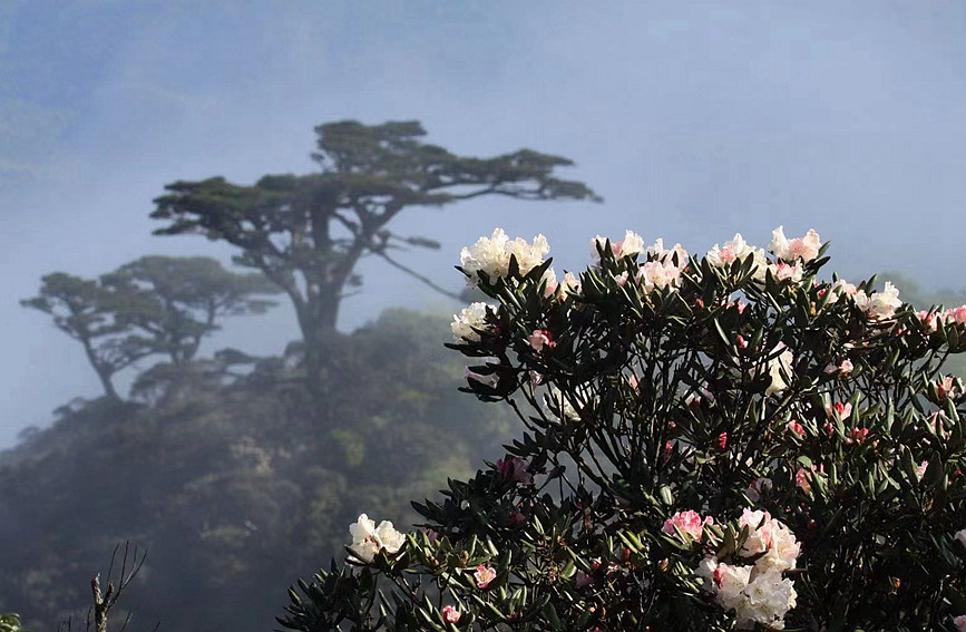 海南熱帯雨林國(guó)家公園（撮影?盧剛）。