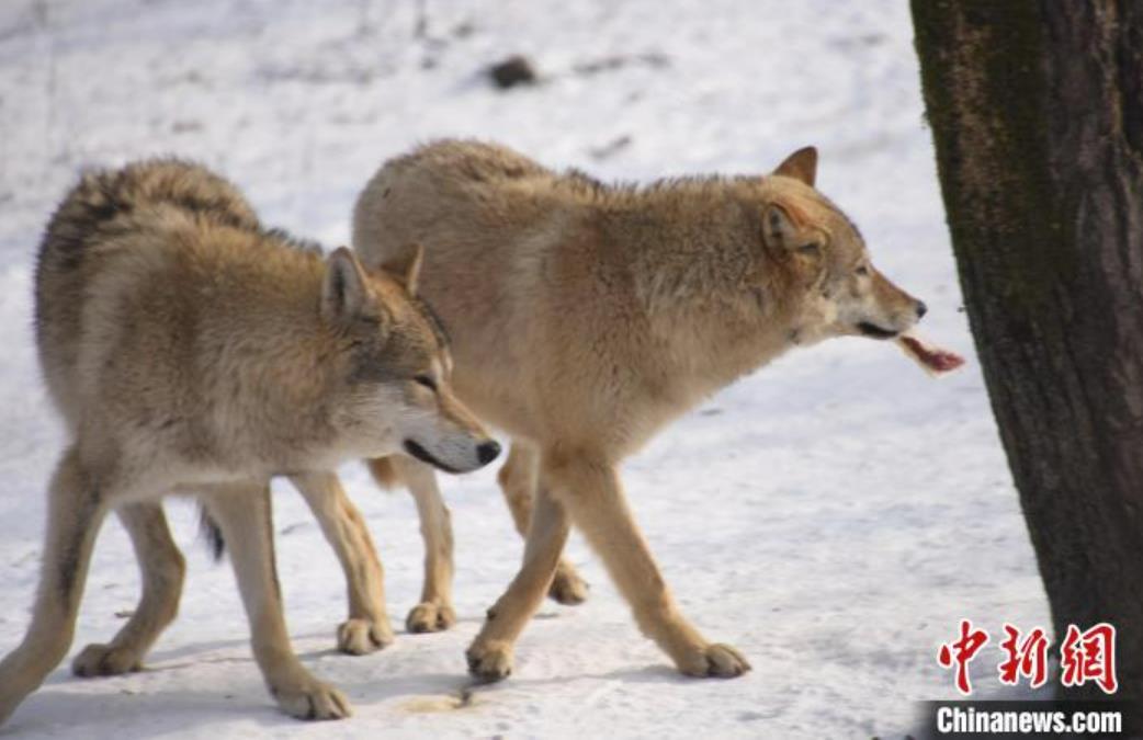 動物たちにも年越しのご馳走！トラがテーマの特別メニュー　黒竜江省