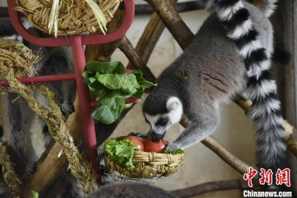 動物たちにも年越しのご馳走！トラがテーマの特別メニュー　黒竜江省
